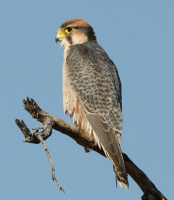 Lanner Falcon